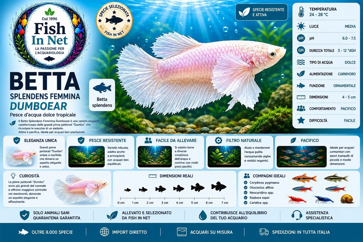 BETTA SPLENDENS FEMMINA DUMBOEAR L BETTA SPLENDENS FEMMINA DUMBOEAR L