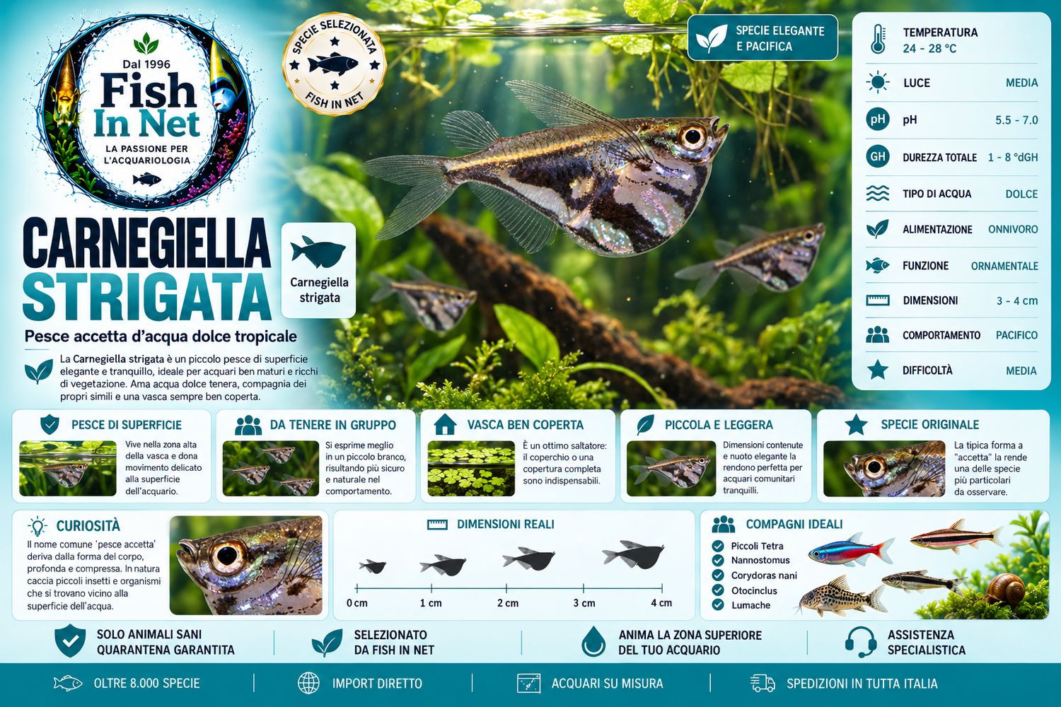 CARNEGIELLA STRIGATA CARNEGIELLA STRIGATA