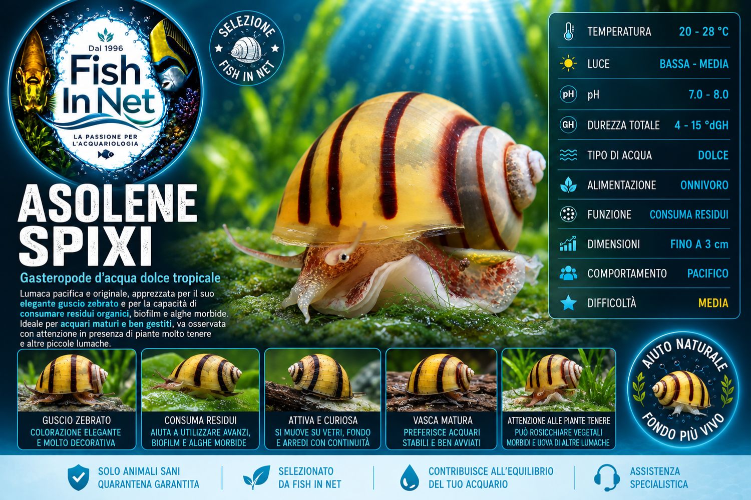ASOLENE SPIXI ASOLENE SPIXI