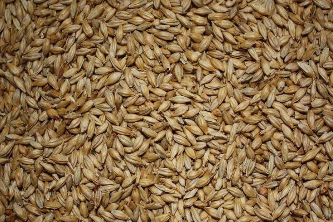 grano tenero