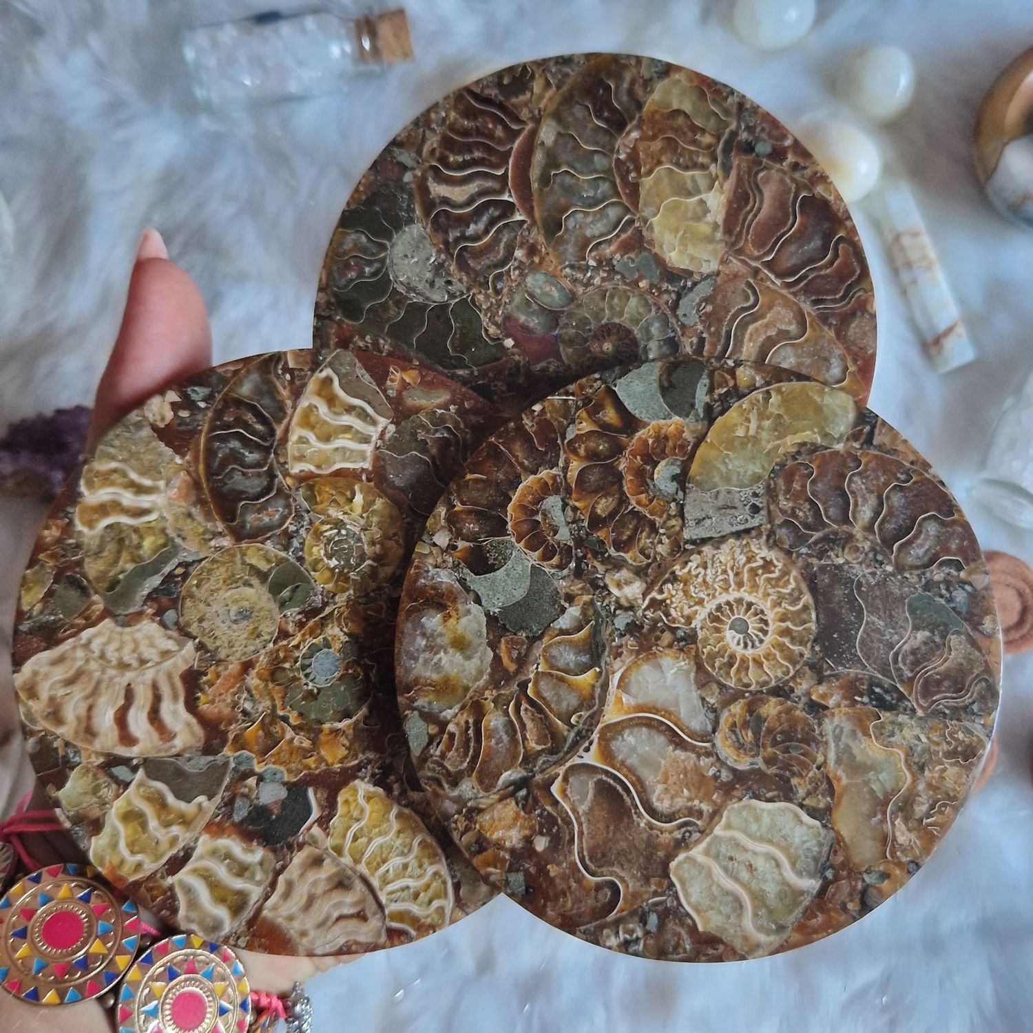 Disque ammonites extra