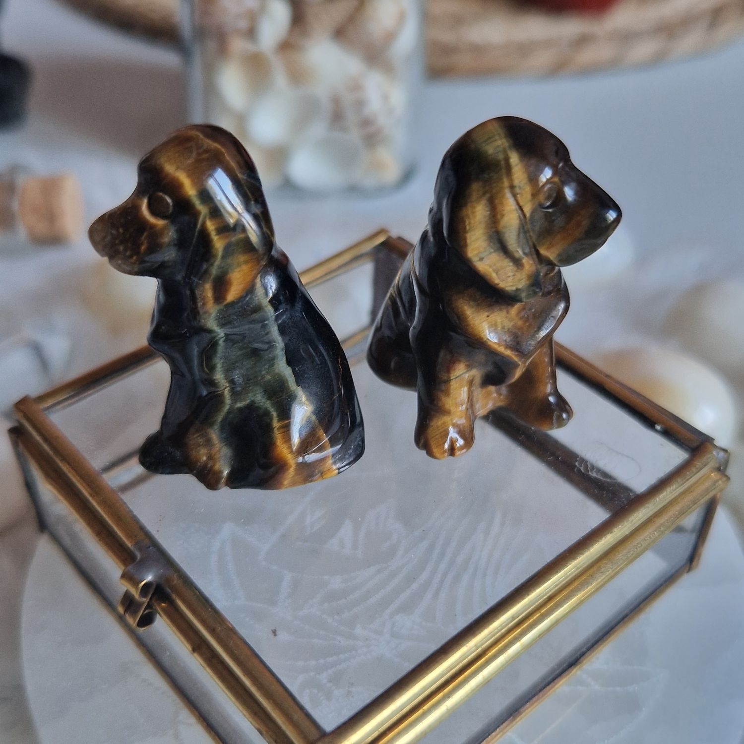 Petit chien fidélité œil de tigre
