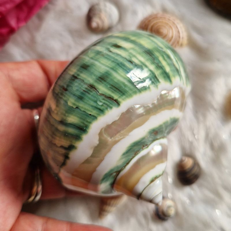 Coquillage Turbo à bandes nacrées Coquillage Turbo à bandes nacrées