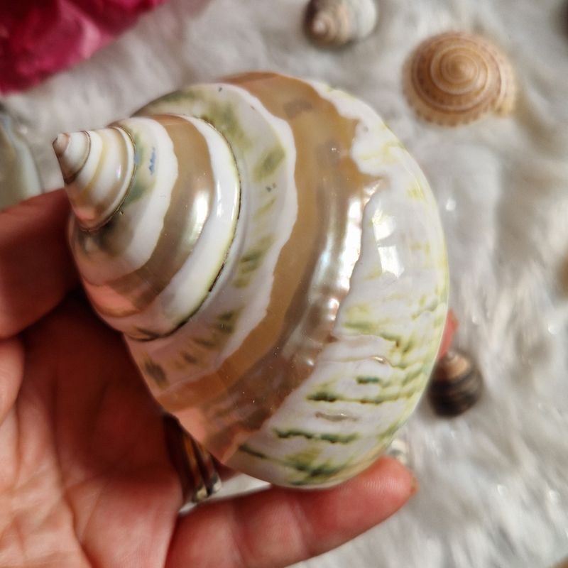 Coquillage Turbo à bandes nacrées Coquillage Turbo à bandes nacrées