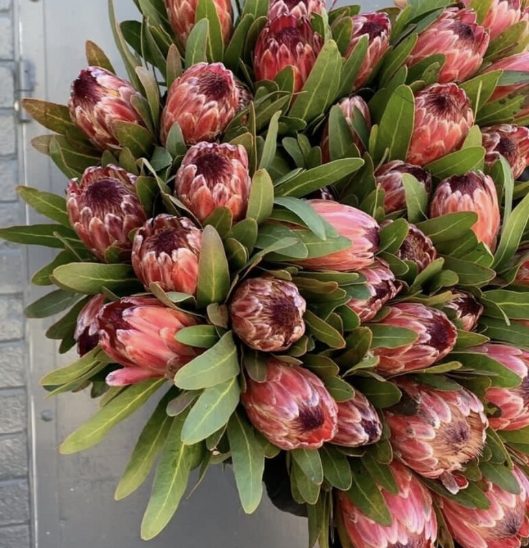 Fresh Natives