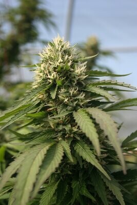 CBD Flower