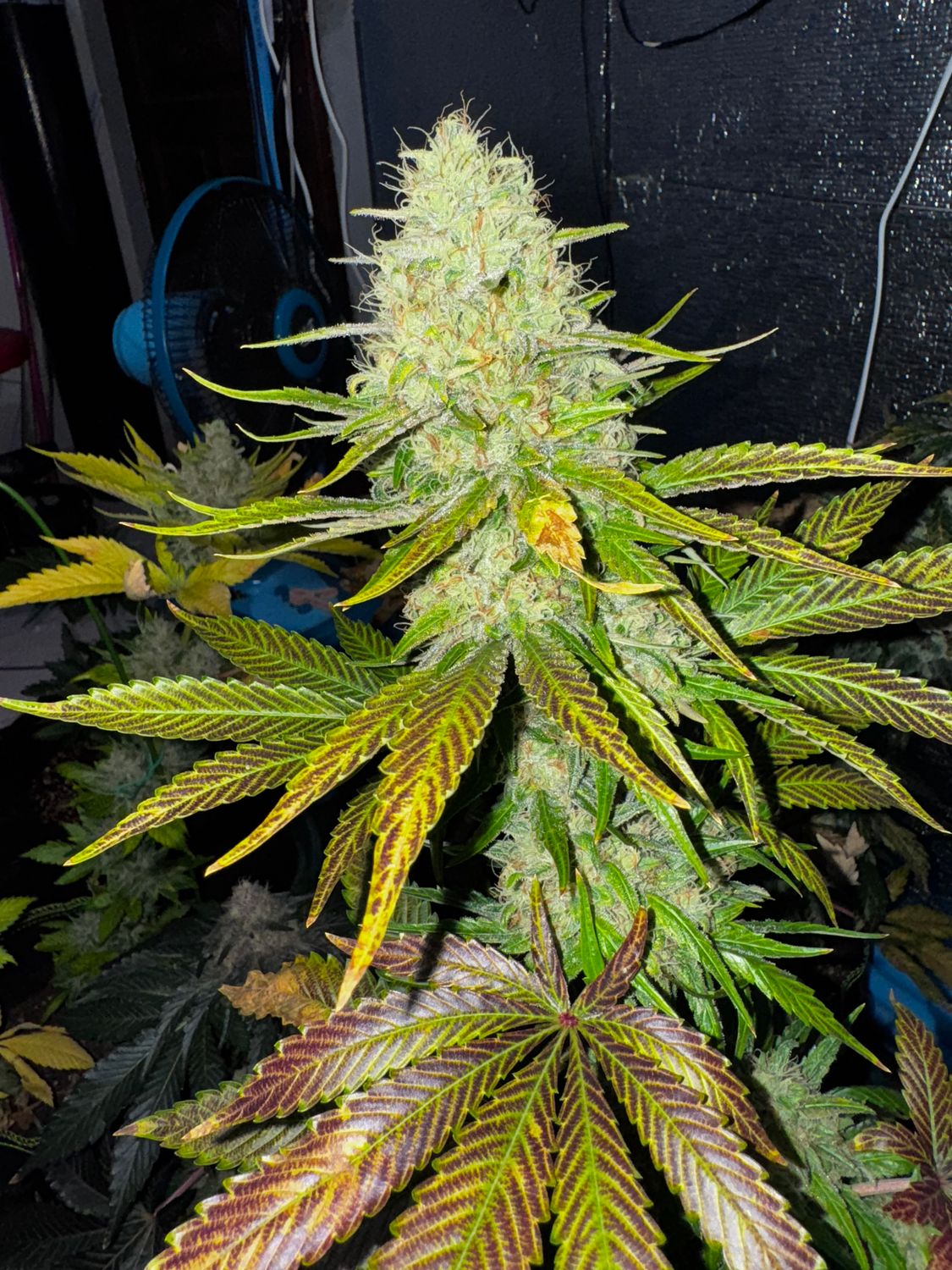 Organic &quot;Bubble Banana Cheese&quot; Nurture a Plant from Seed to Weed!