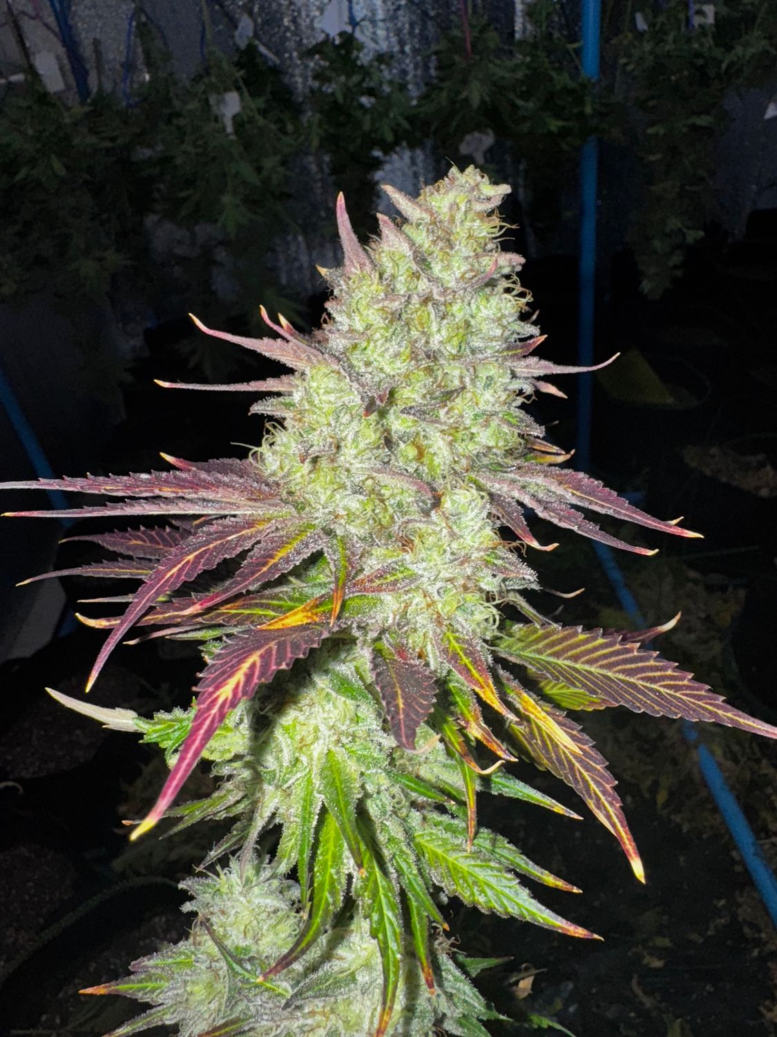 Organic &quot;Bubble Banana Haze&quot; Nurture a Plant from Seed to Weed!