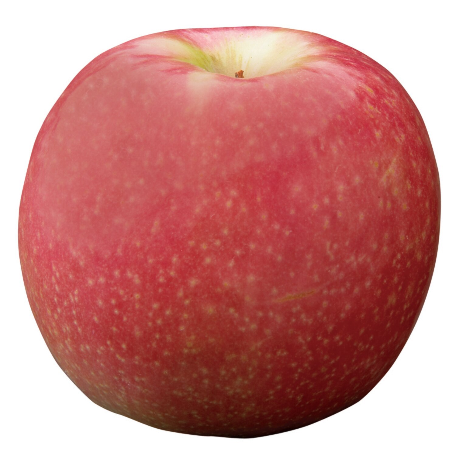 FUJI APPLES (KG) BUDGET