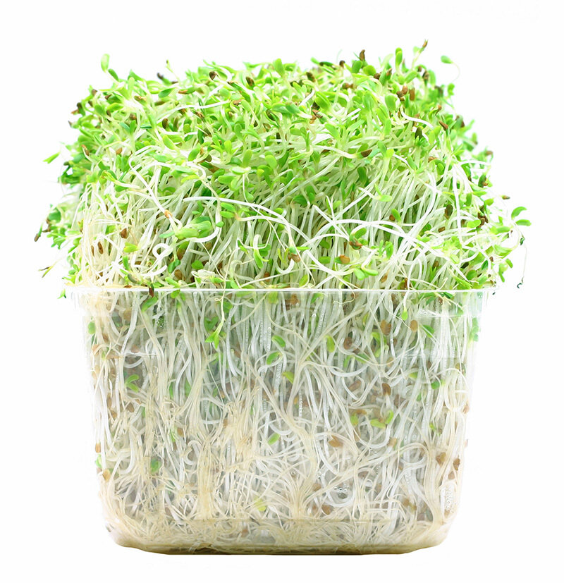 ALFALFA SPROUTS (120G PACK)