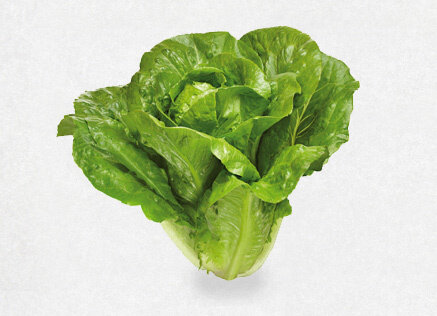 BABY COS LETTUCE (EA)