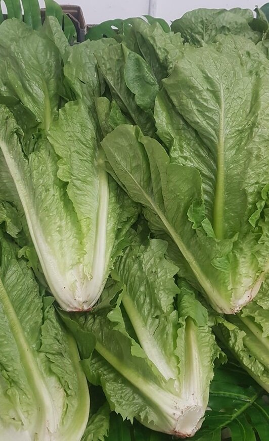 LARGE  COS LETTUCE (LARGE)