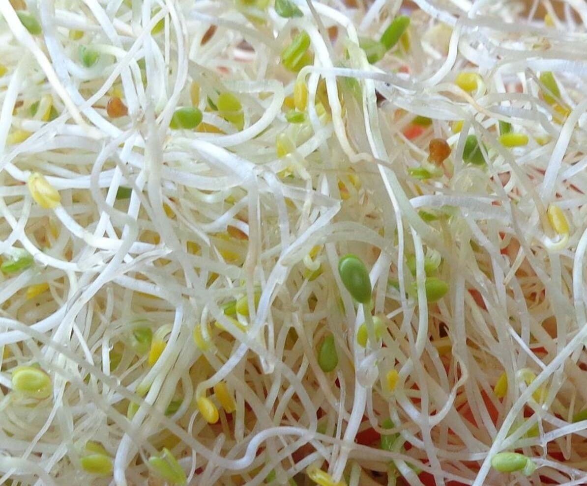 ALFALFA TRAY (1KG)