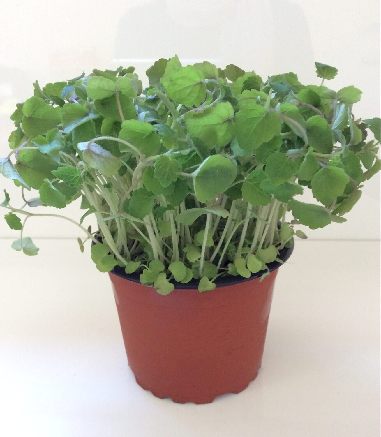 FRESH MICRO HERBS