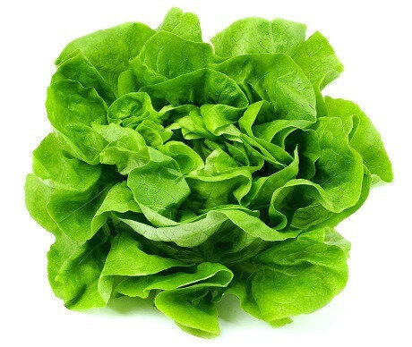 GREEN HYDRO LETTUCE (EA)