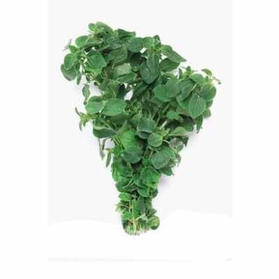 OREGANO (BUNCH)
