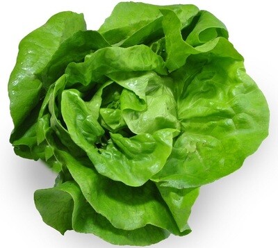 GREEN OAK LETTUCE (BOX)