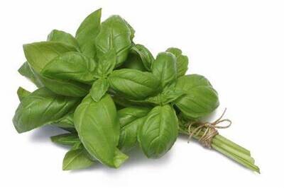 BASIL BUNCH (PREMIUM)