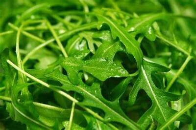 ROQUETTE (KG)
