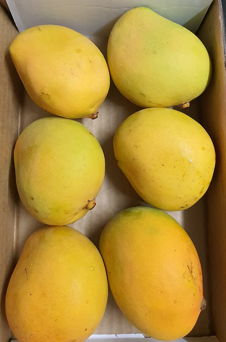 Sweet Aussie Mangos (Tray of 5)