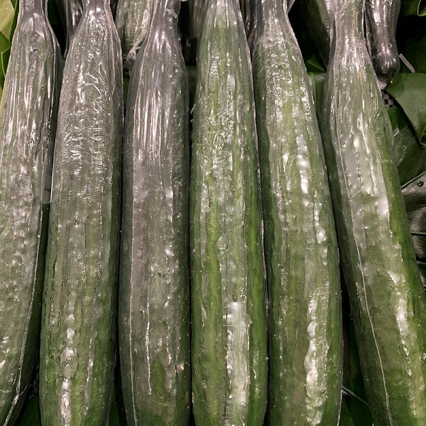 TELEGRAPH CUCUMBERS (BAG X 15)