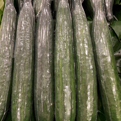 TELEGRAPH CUCUMBERS (BAG X 15)