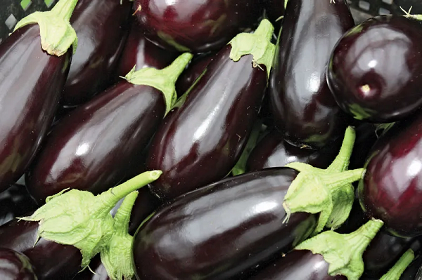 EGGPLANT (BOX)