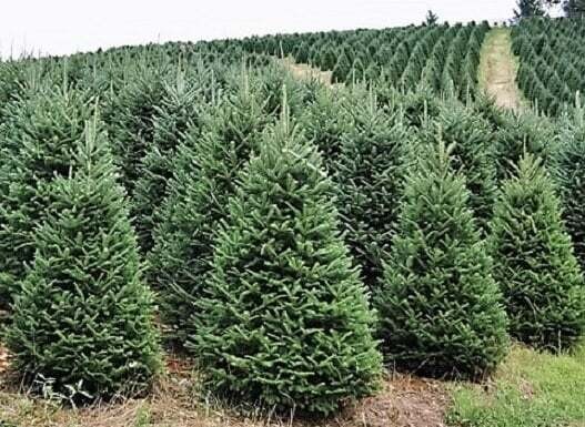 CHRISTMAS TREE - 8 FOOT (APPROX) - LOCALLY GROWN XMAS TREES CHRISTMAS TREE - 8 FOOT (APPROX) - LOCALLY GROWN XMAS TREES