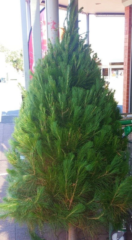CHRISTMAS TREE - 6 FOOT (Approx) - LOCALLY GROWN XMAS TREES WITH FREE DELIVERY CHRISTMAS TREE - 6 FOOT (Approx) - LOCALLY GROWN XMAS TREES WITH FREE DELIVERY