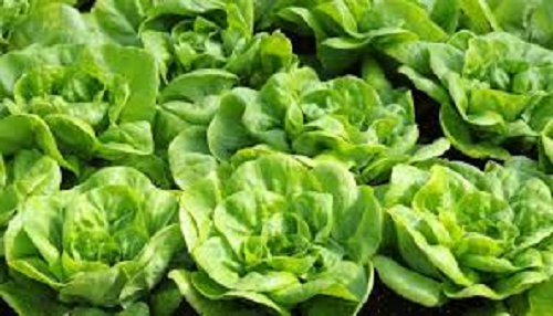 GREEN HYDRO LETTUCE (BOX)