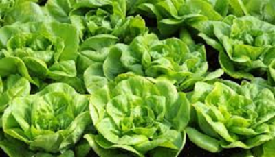 GREEN HYDRO LETTUCE (BOX)