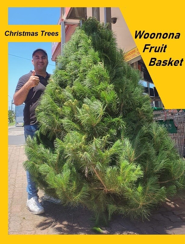 CHRISTMAS TREE - 7 FOOT (APPROX) - LOCALLY GROWN XMAS TREES CHRISTMAS TREE - 7 FOOT (APPROX) - LOCALLY GROWN XMAS TREES