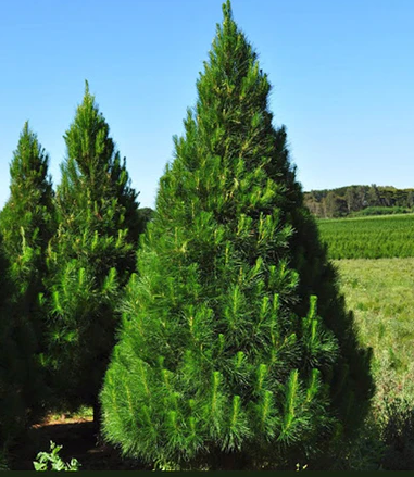 CHRISTMAS TREE - 5 FOOT (APPROX) - LOCALLY GROWN XMAS TREES CHRISTMAS TREE - 5 FOOT (APPROX) - LOCALLY GROWN XMAS TREES