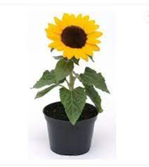 POTTED SUNFLOWER PLANT 2 for $20 POTTED SUNFLOWER PLANT 2 for $20