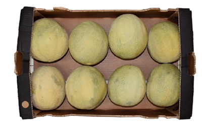 ROCKMELON (BOX)