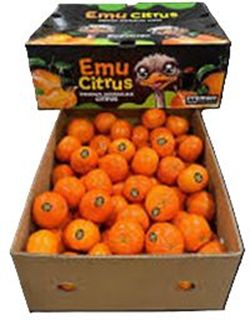 JUICY SWEET DAISY MANDARINS (9-10KG) BOX