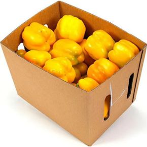 CAPSICUM YELLOW (BOX)
