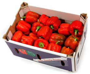 CAPSICUM RED (BOX)