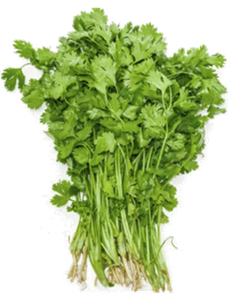 CORIANDER (BUNCH)