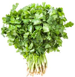 CORIANDER (MARKET BUNCH)