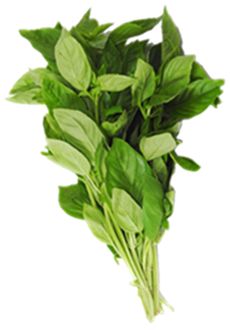 BASIL (BUNCH)