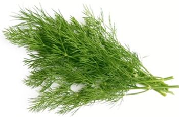 DILL (BUNCH)
