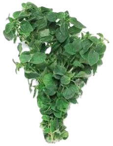 OREGANO (BUNCH)