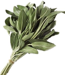 SAGE (BUNCH)