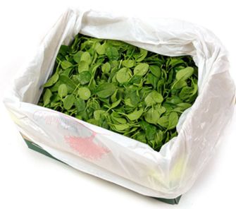 BABY SPINACH (1.5KG) BOX