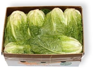 COS LETTUCE LARGE (BOX)