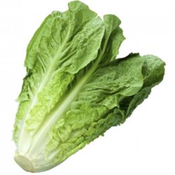 LARGE COS LETTUCE (EACH)