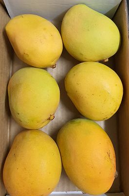 MANGO TRAY OF 6