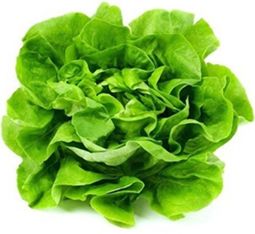GREEN HYDRO LETTUCE (EACH)