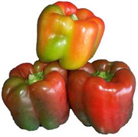 CAPSICUM MIXED COLOUR (1kg NET)
